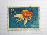 Марка 12-5 из серии "Рыбки" Китай 1960 г, фото №3