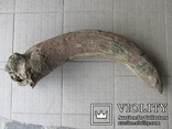 Рог первобытного бизона ( Bison рriscus), фото №2