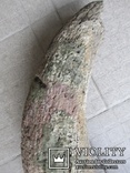 Рог первобытного бизона ( Bison рriscus), фото №7