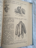 1937 г. Харьков Овочівництво, фото №5