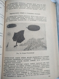 1937 г. Харьков Овочівництво, фото №7