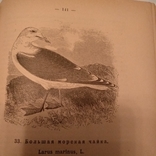 1895 Птицы России, фото №2
