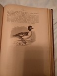 1895 Птицы России, фото №6