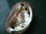 Морская ракушка раковина халиотис дискус 78 мм, фото №3