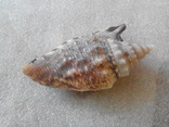 Euprotomus aratrum 78мм, фото №4