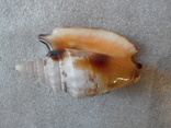 Euprotomus aratrum 78мм, фото №5