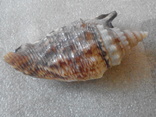 Euprotomus aratrum 78мм, фото №6