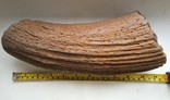 Кусок рога доисторического животного., фото №3
