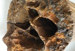 Кусок рога доисторического животного., фото №10