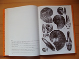 Die Ammoniten des suddeutschen Lias. Аммониты южно-немецкого Лиаса, фото №7