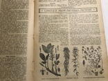 1917 Вокруг света Лекарственные растения, фото №2