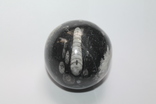 Мармурова кулька з ортоцерасами девонського періоду, фото №3