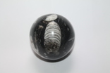 Мармурова кулька з ортоцерасами девонського періоду, фото №2