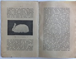 1913  Кролиководство. Иевлева Н., фото №8