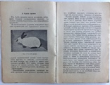 1913  Кролиководство. Иевлева Н., фото №9