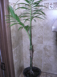 Пальма Chamaedorea, numer zdjęcia 2