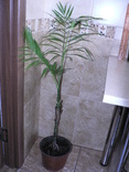 Пальма Chamaedorea, numer zdjęcia 3