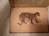 1903 Мифы Предания о животных, фото №5