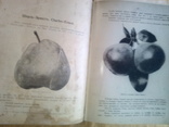 "Крымское промышленное плодоводство" томъ первый. Москва - 1912 г., фото №4