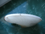Морская ракушка раковина АРГО бумажный наутилус 200 мм, фото №5