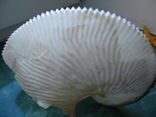 Морская ракушка раковина АРГО бумажный наутилус 200 мм, фото №6