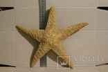 Морская звезда 2, фото №9