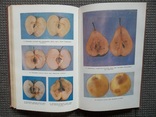 Справочник по хранению плодов,ягод и винограда.1987 год., фото №9