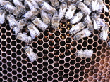 Пчелиный сот, для выращивания личинок моли., фото №3