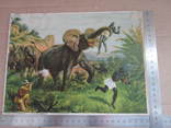 Охота на слонів 1900-10роки., фото №3