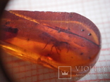 Серьги из янтаря с инклюзом (муравей), фото №5