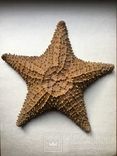 Морская звезда. 18 х 18 см., фото №2