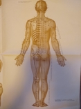 Плакат анатомический рефлексотерапия нервной системы человека, фото №5