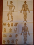 Плакат анатомический рефлексотерапия нервной системы человека, фото №2