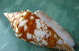 Морская ракушка Конус Conus amadis f.arbonatalis, фото №2