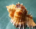 Морская ракушка Мурекс Chicomurex laciniatus, фото №2
