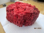 Натуральный красный коралл  (Tubipora musica) 192 гр, фото №2
