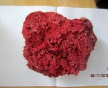 Натуральный красный коралл  (Tubipora musica) 192 гр, фото №5