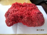 Натуральный красный коралл  (Tubipora musica) 192 гр, фото №7