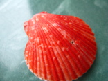 Морская раковина Пектен двустворчатый красный, фото №2