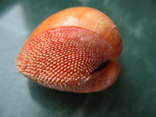Морская ракушка бивальва Nemocardium betchei, фото №2