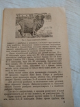 1936 Київ Вівчарство Ю.Н. Дреус, фото №8