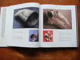 Fossilien. Ископаемые. (68), фото №6