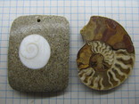 2 окаменелых молюска, фото №2
