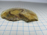 2 окаменелых молюска, фото №6