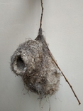 Гнездо ткачика, фото №2