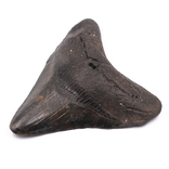 Зуб Мегалодона (Carcharodon megalodon), 95 mm, фото №6