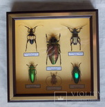 Тропические жуки в рамке №2, фото №2