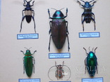 Тропические жуки в рамке №2, фото №5