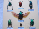 Тропические жуки в рамке №1, фото №5