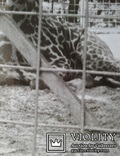 ,,Жираф". (Зоопарк)., фото №6